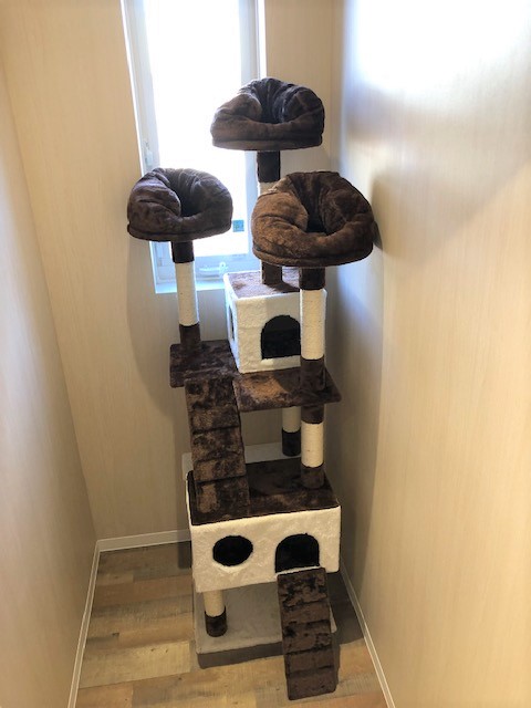 わんちゃんのお部屋1